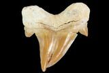 Pathological Otodus Shark Tooth - Morocco #103604-1
